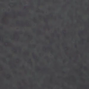 Lunarose - Image 2