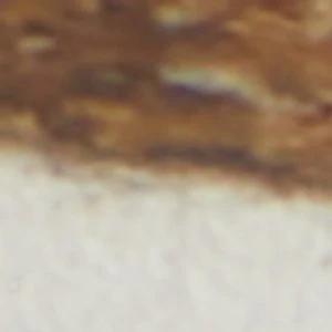 Nevaddaa - Image 2