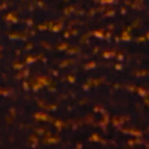Rhodde - Image 2
