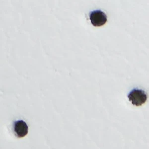 Sunda - Image 2